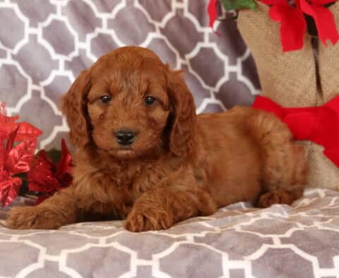 Marty Mini Goldendoodle2