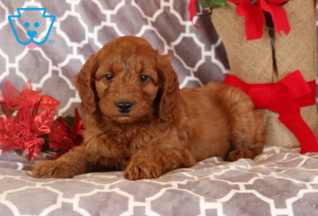 Marty Mini Goldendoodle2 image