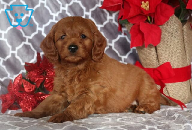 Mason Mini Goldendoodle image