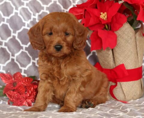 Mason Mini Goldendoodle2