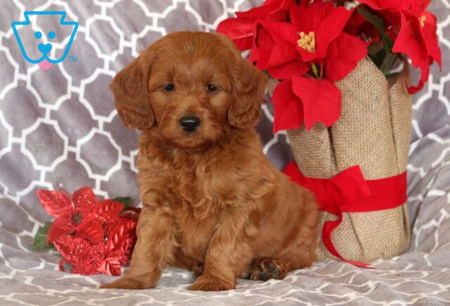 Mason Mini Goldendoodle2 image