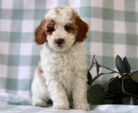 Cream and apricot Mini Poodle puppy sitting on a green plaid blanket with soft curls and a sweet expression, indoor studio photo