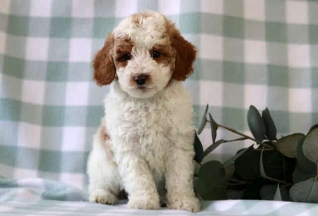 Cream and apricot Mini Poodle puppy sitting on a green plaid blanket with soft curls and a sweet expression, indoor studio photo image