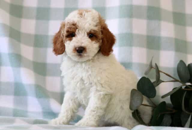 White and apricot Mini Poodle puppy sitting sideways on a green checkered blanket with curly coat and floppy ears, studio puppy portrait image