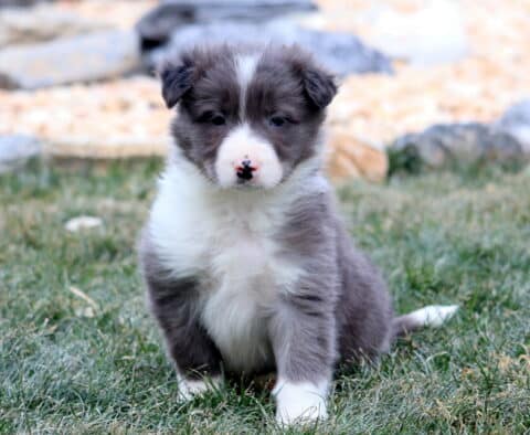 Max Border Collie