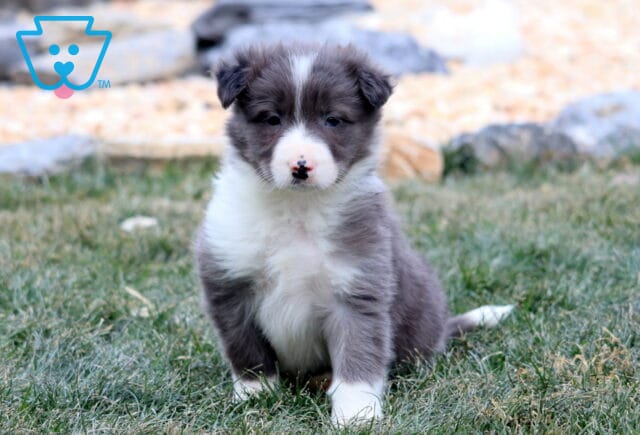 Blue merle Border Collie puppy sitting on green grass outdoors, featuring a fluffy coat, white chest, and sweet expression. image