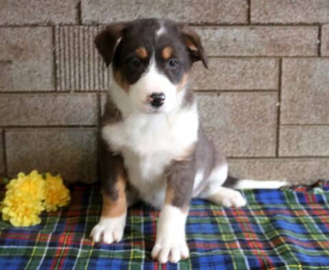 Max Border Collie Mix