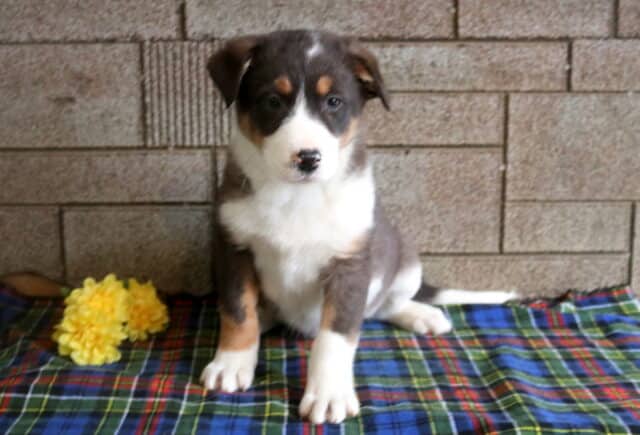 Max Border Collie Mix image
