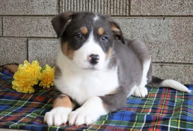 Max Border Collie Mix2 image