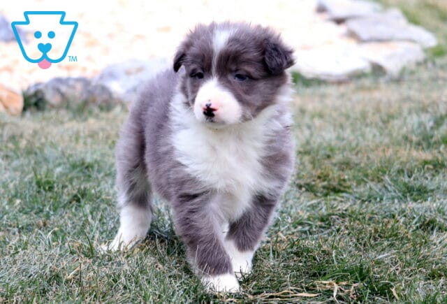 Blue merle Border Collie puppy walking through grass outdoors, showing a fluffy gray-and-white coat, white paws, and a curious puppy expression. image