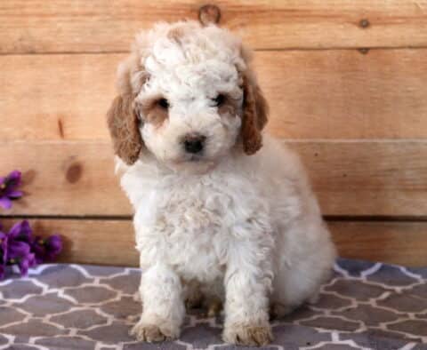 Cream and apricot Cavapoo puppy sitting on a gray patterned blanket with a wooden backdrop and purple flowers, featuring a fluffy curly coat, darker ears, and a gentle, inquisitive expression