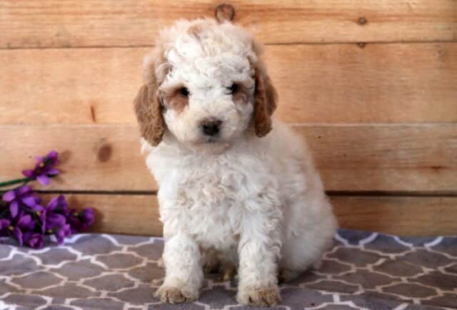 Max Cavapoo image