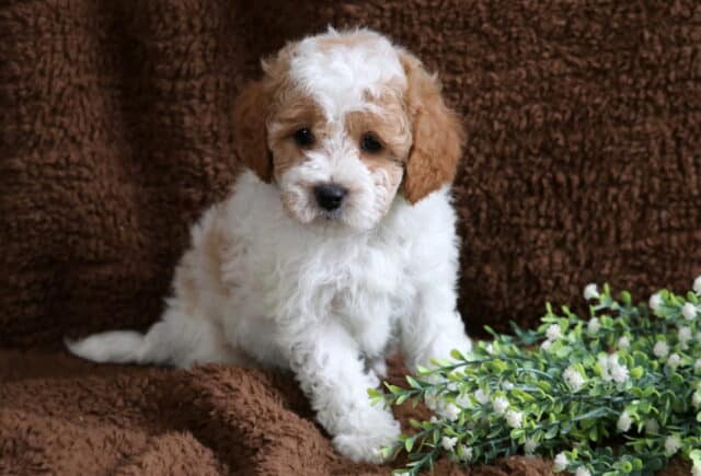 Max Cavapoo image