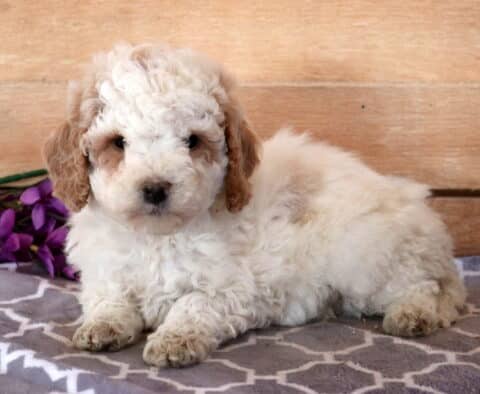 Max Cavapoo2