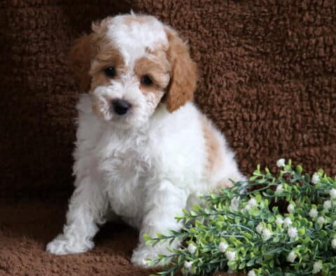 Max Cavapoo2