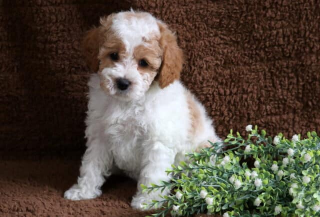 Max Cavapoo2 image