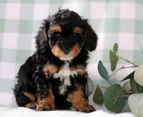 Tri-color Mini Poodle puppy with a fluffy black coat, tan markings, and white chest sitting on a soft green gingham backdrop with eucalyptus greenery