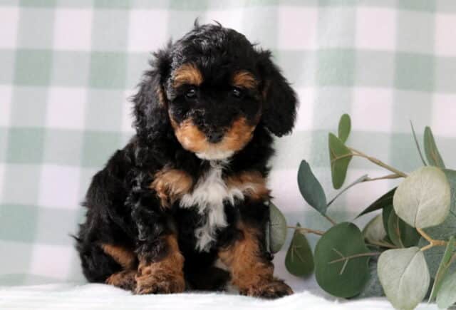 Tri-color Mini Poodle puppy with a fluffy black coat, tan markings, and white chest sitting on a soft green gingham backdrop with eucalyptus greenery image