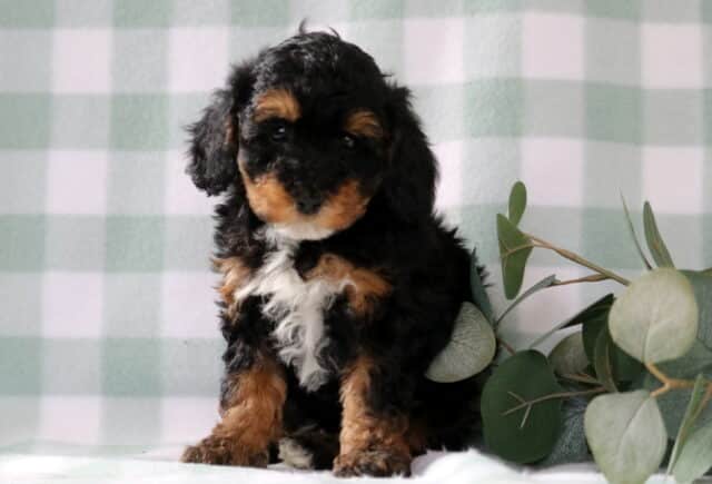 Tri-color Mini Poodle puppy with curly black coat, tan eyebrows and legs, and white chest sitting beside eucalyptus leaves on a soft green checkered background image