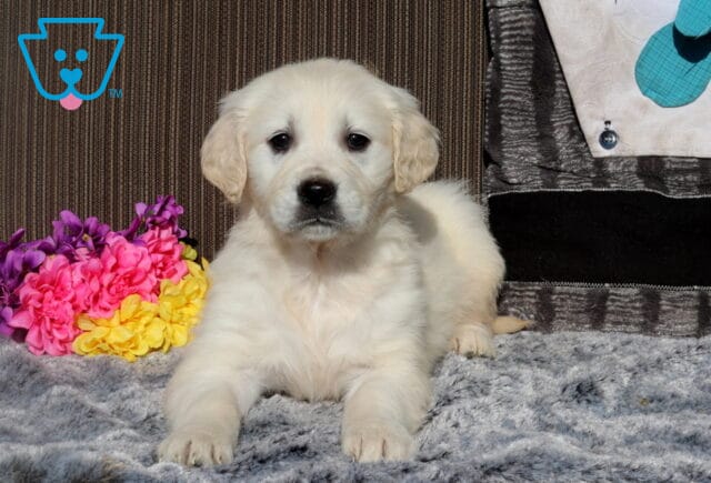 Cream-colored Golden Retriever puppy lying on a plush gray blanket indoors, resting with front paws forward beside a colorful bouquet of pink, purple, and yellow flowers, looking calmly toward the camera. image