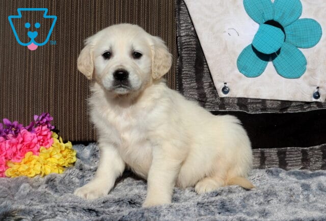 Fluffy cream Golden Retriever puppy sitting upright on a soft gray blanket indoors, facing the camera with a gentle expression, posed beside bright pink and yellow flowers and a patterned pillow in the background. image