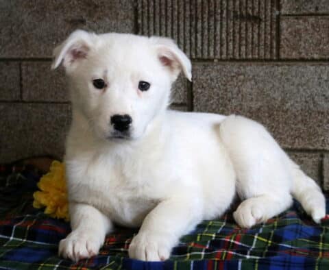 Mazy Border Collie Mix