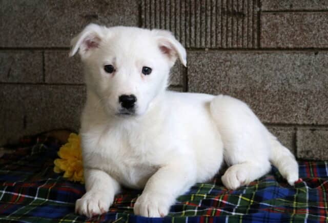 Mazy Border Collie Mix image