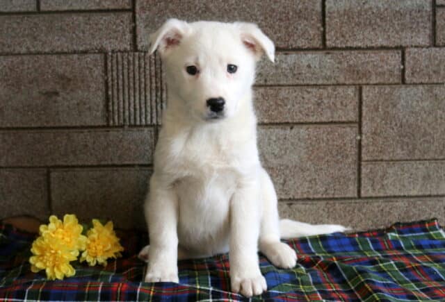 Mazy Border Collie Mix2 image