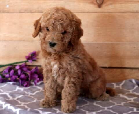 Apricot Cavapoo puppy sitting on a gray patterned blanket in front of a wooden backdrop, with soft curly fur, floppy ears, and a gentle expression beside purple flowers