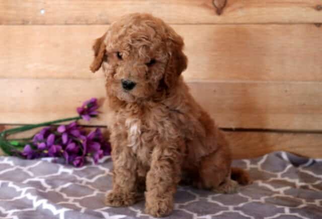 Mazy Cavapoo image