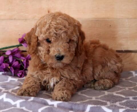 Mazy Cavapoo2
