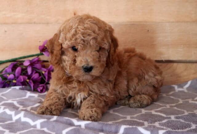 Mazy Cavapoo2 image