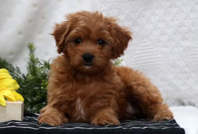 Mckenzie Poodle Mix image