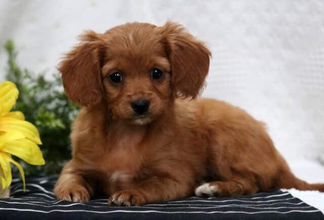 Megan Poodle Mi2 image