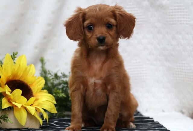 Megan Poodle Mix image