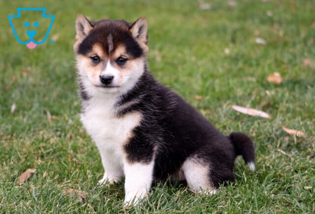 Black and tan Shiba Inu puppy sitting on green grass with white chest and legs, upright ears, and curled tail. image