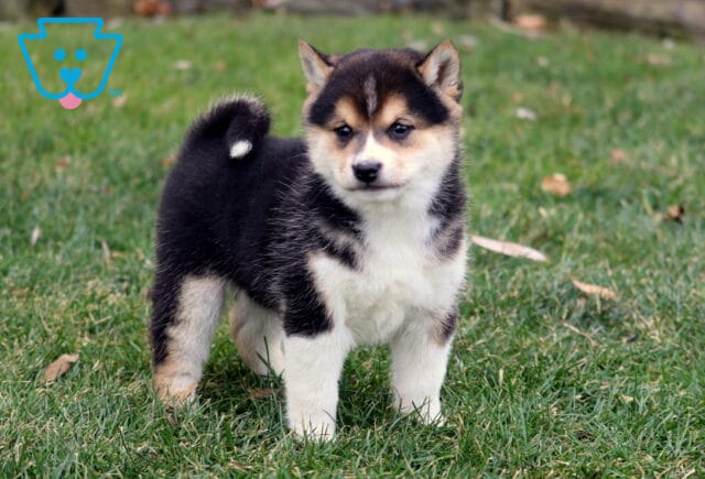 Black and tan Shiba Inu puppy standing on green grass with white chest, upright ears, and curled tail. image