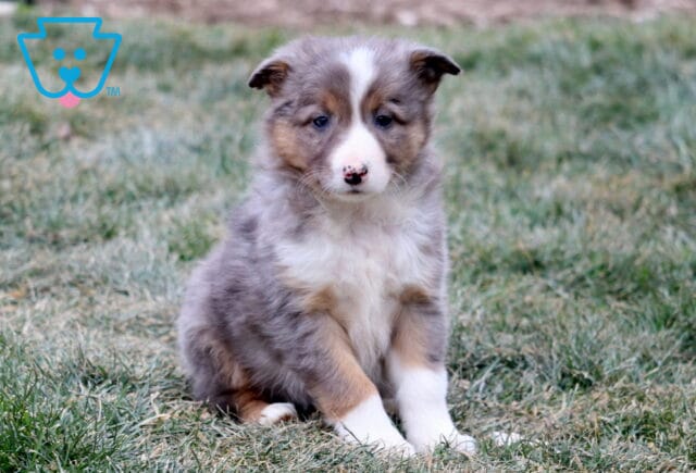 Gray and white Border Collie puppy sitting on grass with a fluffy coat, white blaze on the face, tan accents, soft floppy ears, and a gentle, curious expression outdoors. image