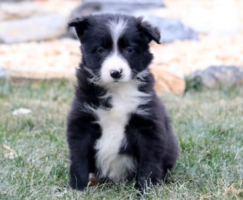 Midnight Border Collie