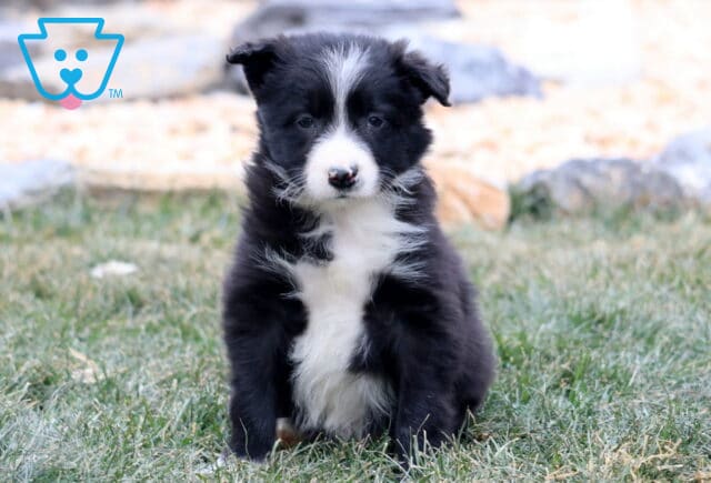 Black and white Border Collie puppy sitting in the grass outdoors, featuring a fluffy coat, white chest blaze, and soft, attentive expression. image