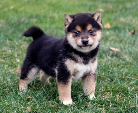 Midnight Shiba Inu2