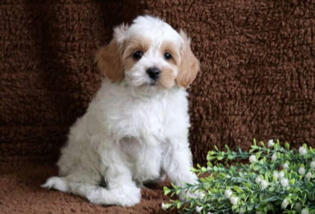 Miles Cavapoo image