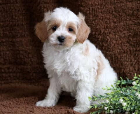 Miles Cavapoo2