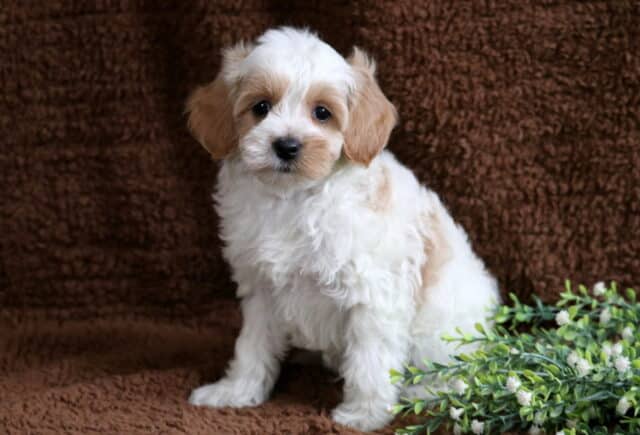 Miles Cavapoo2 image