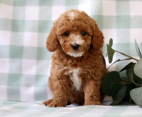 Curly apricot Mini Poodle puppy with white chest markings sitting on a soft green checkered blanket next to eucalyptus leaves, adorable poodle puppy image