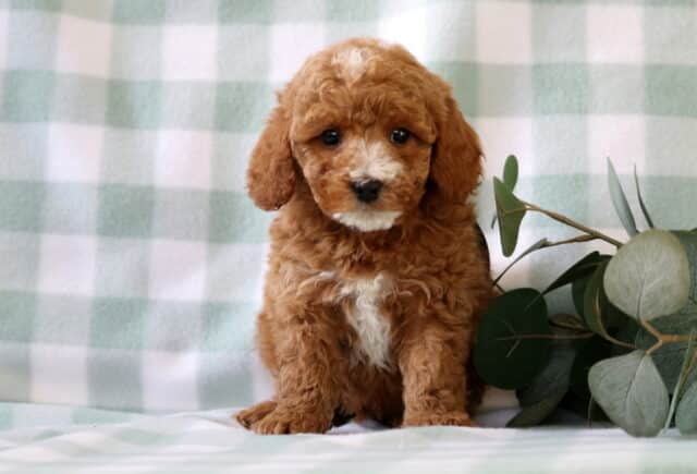 Curly apricot Mini Poodle puppy with white chest markings sitting on a soft green checkered blanket next to eucalyptus leaves, adorable poodle puppy image image