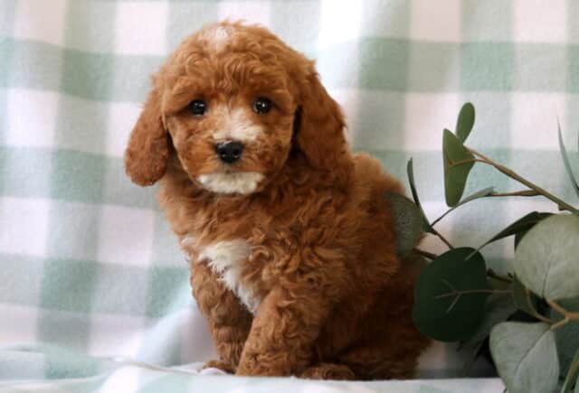 Fluffy apricot Mini Poodle puppy with soft white markings sitting on a pastel green checkered blanket beside eucalyptus greenery, sweet mini poodle puppy portrait image