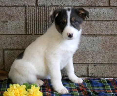 Milly Border Collie Mix