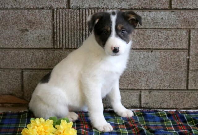 Milly Border Collie Mix image