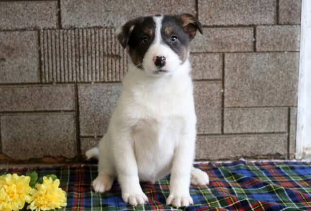 Milly Border Collie Mix2 image